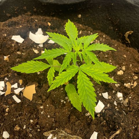 Orange Sherbet Auto growlog timeline photo
