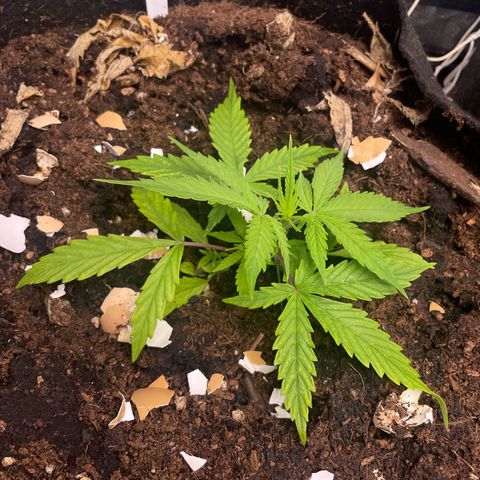 Orange Sherbet Auto growlog timeline photo
