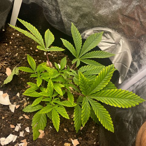 OG Kush growlog timeline photo