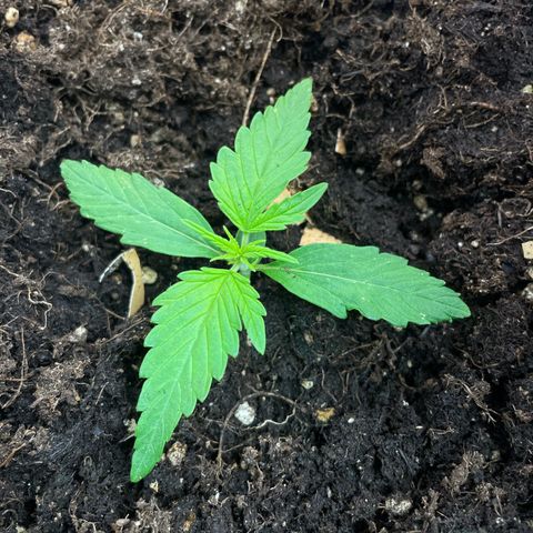 Gorilla Glue Auto growlog timeline photo