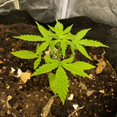 Orange Sherbet Auto growlog timeline photo