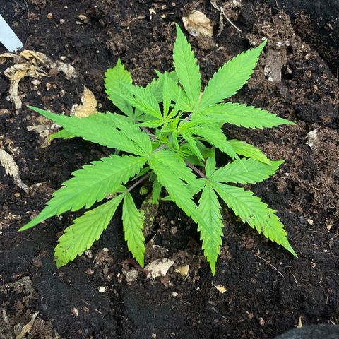Orange Sherbet Auto growlog timeline photo