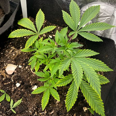 OG Kush growlog timeline photo