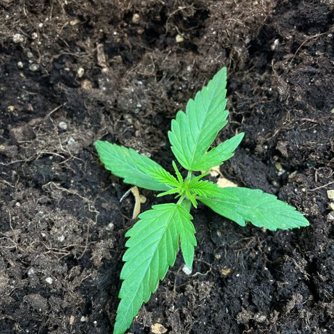 Gorilla Glue Auto growlog timeline photo
