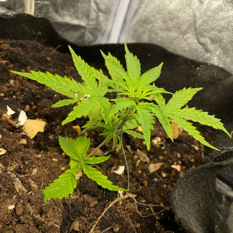 Orange Sherbet Auto growlog timeline photo
