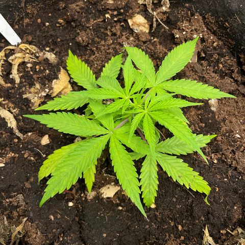 Orange Sherbet Auto growlog timeline photo