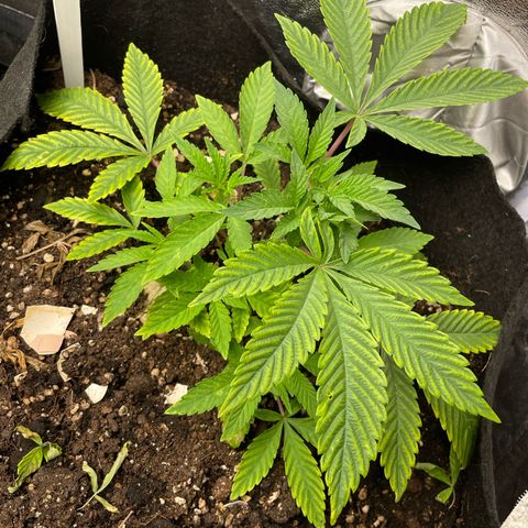 OG Kush growlog timeline photo