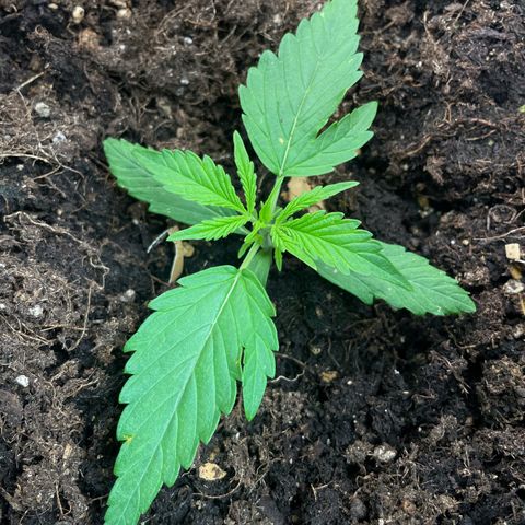 Gorilla Glue Auto growlog timeline photo