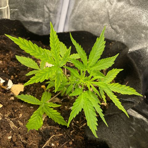 Orange Sherbet Auto growlog timeline photo