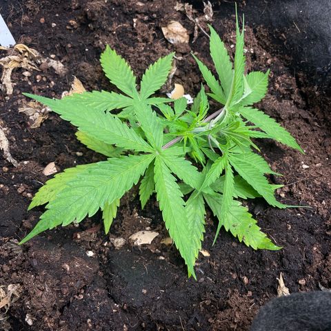 Orange Sherbet Auto growlog timeline photo