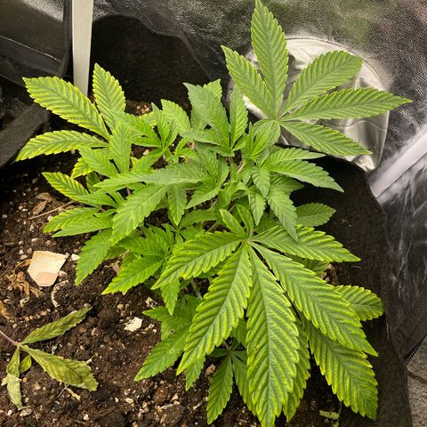 OG Kush growlog timeline photo