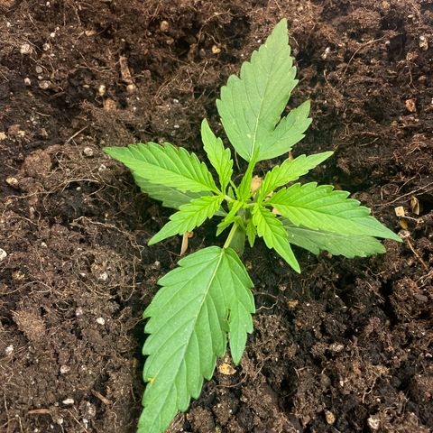 Gorilla Glue Auto growlog timeline photo