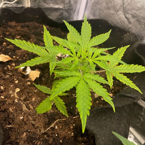 Orange Sherbet Auto growlog timeline photo