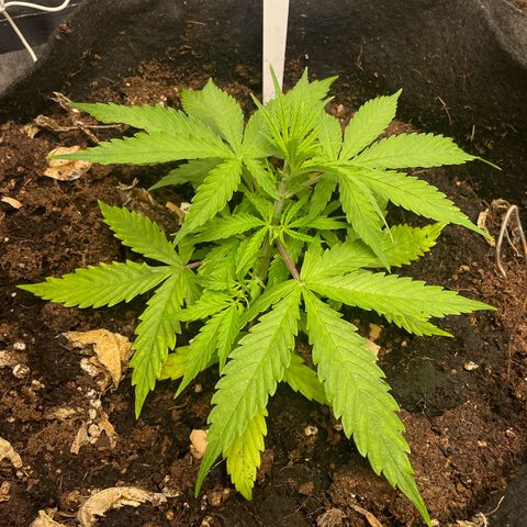 Orange Sherbet Auto growlog timeline photo