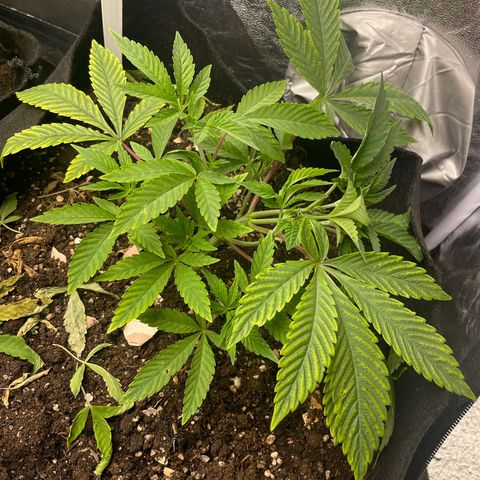 OG Kush growlog timeline photo