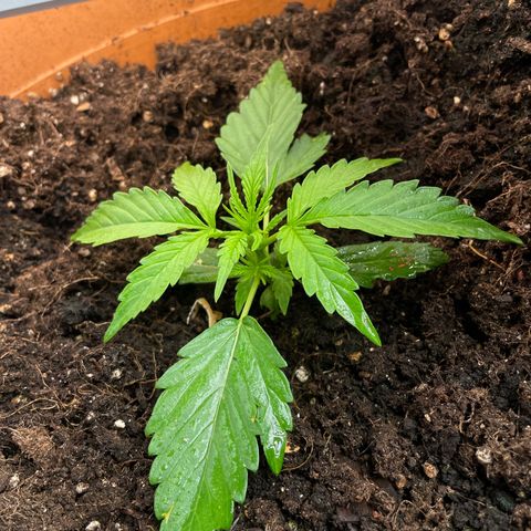 Gorilla Glue Auto growlog timeline photo