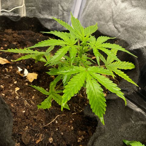 Orange Sherbet Auto growlog timeline photo