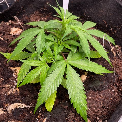 Orange Sherbet Auto growlog timeline photo