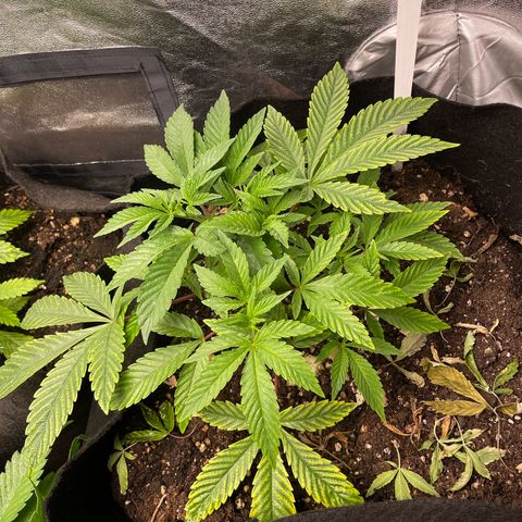 OG Kush growlog timeline photo