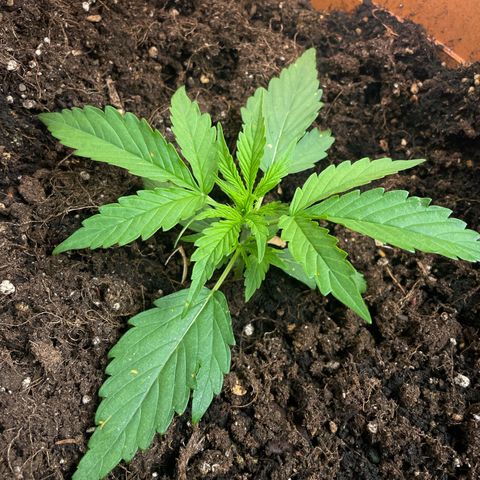 Gorilla Glue Auto growlog timeline photo