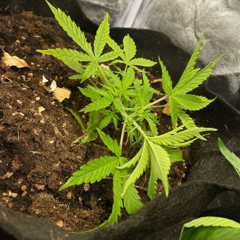 Orange Sherbet Auto growlog timeline photo