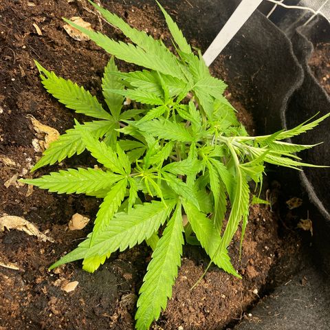 Orange Sherbet Auto growlog timeline photo