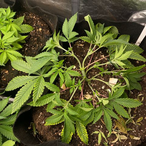 OG Kush growlog timeline photo