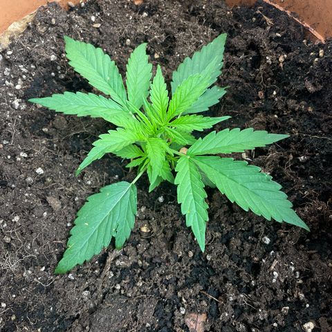 Gorilla Glue Auto growlog timeline photo