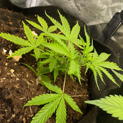 Orange Sherbet Auto growlog timeline photo