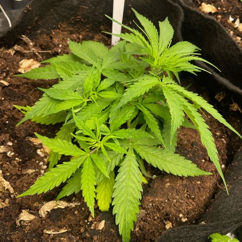 Orange Sherbet Auto growlog timeline photo