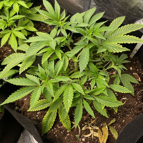 OG Kush growlog timeline photo