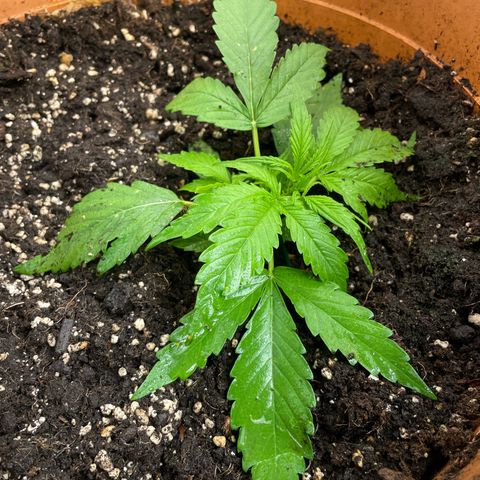 Gorilla Glue Auto growlog timeline photo
