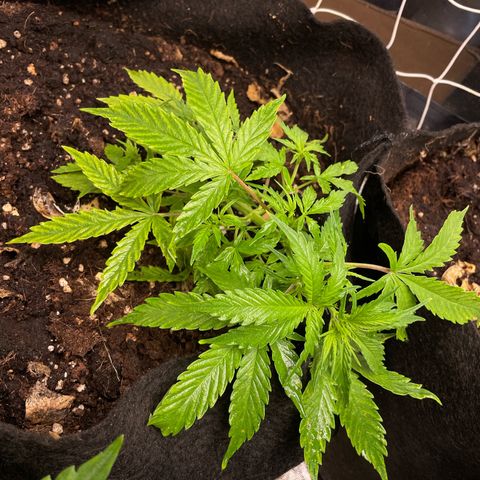 Orange Sherbet Auto growlog timeline photo