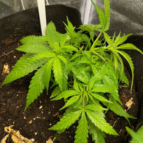 Orange Sherbet Auto growlog timeline photo