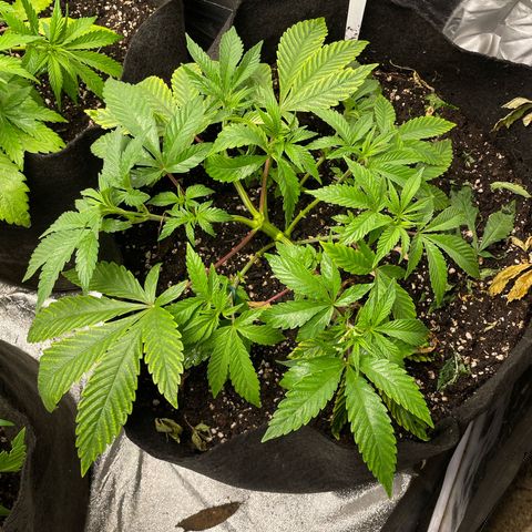 OG Kush growlog timeline photo