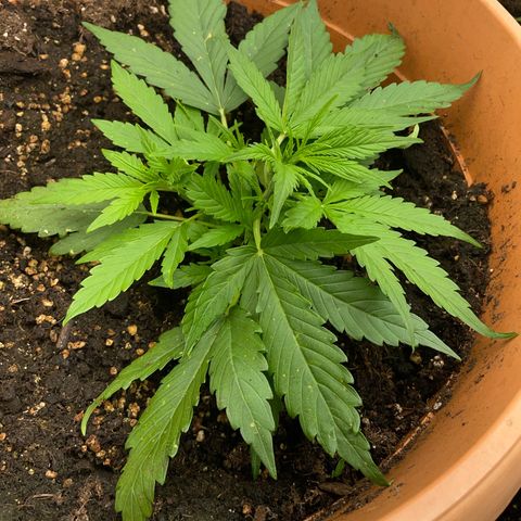 Gorilla Glue Auto growlog timeline photo