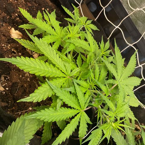 Orange Sherbet Auto growlog timeline photo