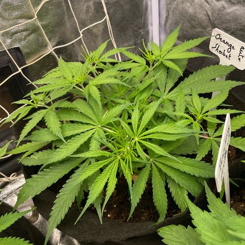 Orange Sherbet Auto growlog timeline photo