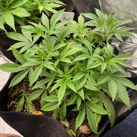 OG Kush growlog timeline photo