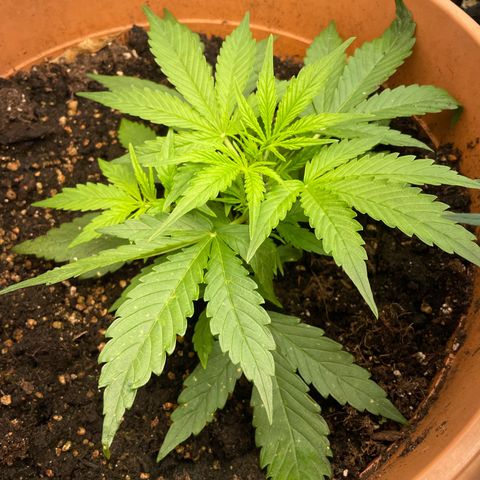 Gorilla Glue Auto growlog timeline photo