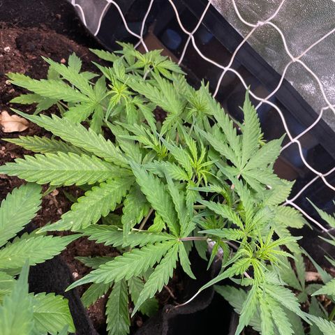 Orange Sherbet Auto growlog timeline photo