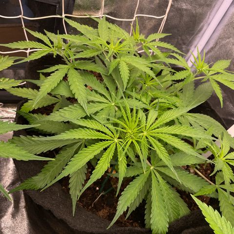 Orange Sherbet Auto growlog timeline photo