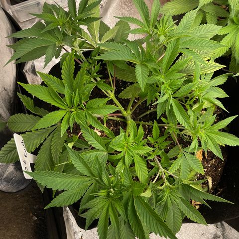 OG Kush growlog timeline photo
