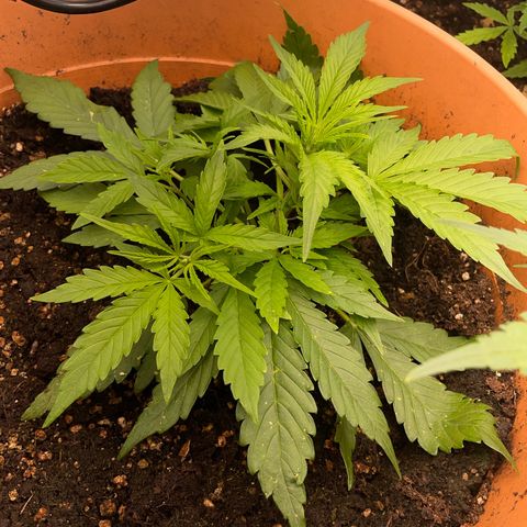 Gorilla Glue Auto growlog timeline photo