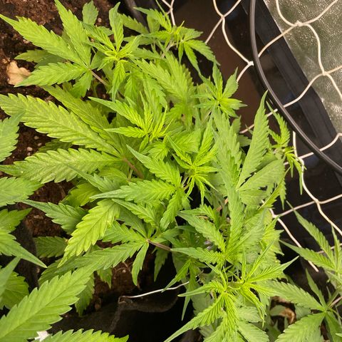 Orange Sherbet Auto growlog timeline photo