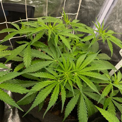 Orange Sherbet Auto growlog timeline photo