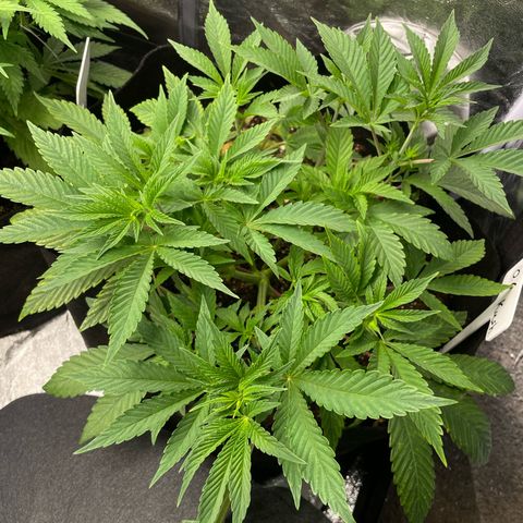 OG Kush growlog timeline photo