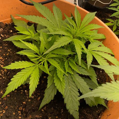 Gorilla Glue Auto growlog timeline photo