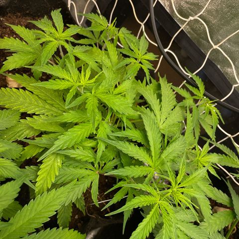 Orange Sherbet Auto growlog timeline photo