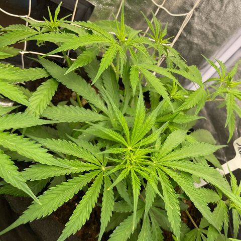 Orange Sherbet Auto growlog timeline photo